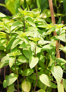 梅丽莎聚粉工厂香料树叶植物宏观薄荷草本植物草本植被绿色植物花园背景