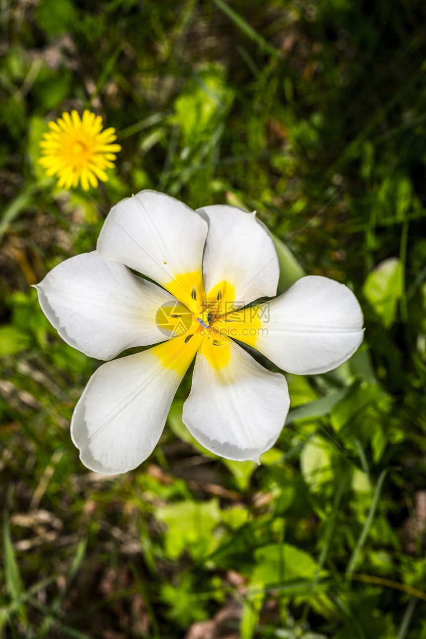 白花和黄色春花 盛开花朵图片