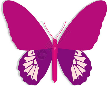 粉蝴蝶动物昆虫粉色翅膀墙纸创造力白色卡片横幅绘画背景图片