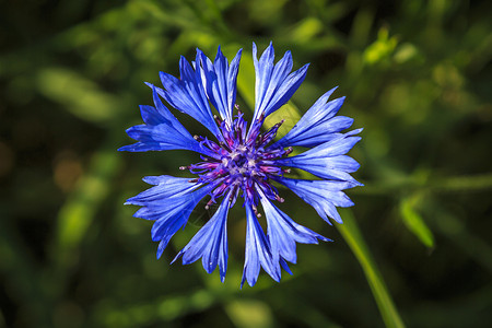 项花球属蓝色的矢车菊高清图片