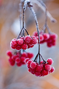 冻红莓 快关门白色荒野浆果季节红色圆形植物群衬套釉面别针背景图片