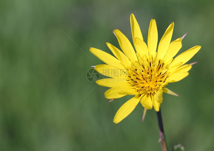 春季收尾的黄色花朵图片