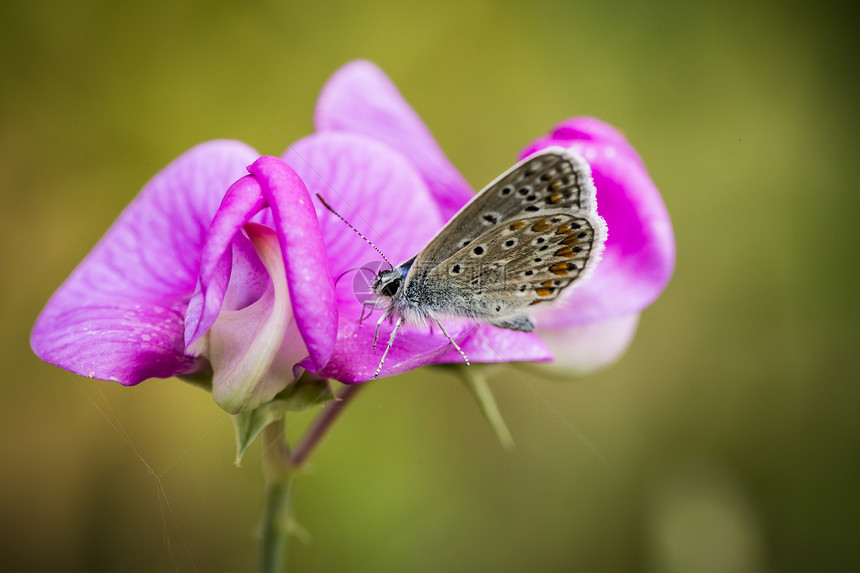 一只蝴蝶坐在紫兰花上的紧闭兰花飞行宏观阳光野生动物草地技术太阳天线鳞翅目图片