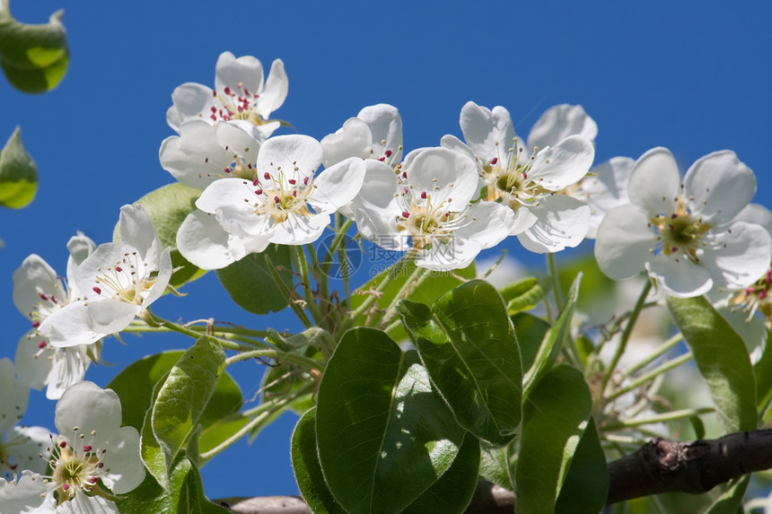 苹果花花生长果园花瓣季节苹果树绿色花园叶子宏观植物图片