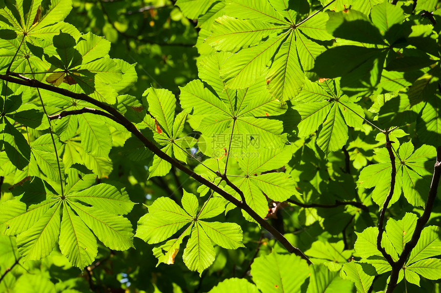 休假背景背景太阳阳光森林树叶活力植物叶子环境板栗绿色图片