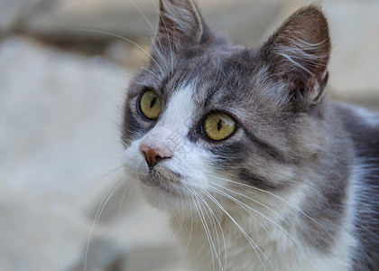 灰猫和白猫条纹家畜灰色警报绿色哺乳动物白色好奇心眼睛动物背景图片