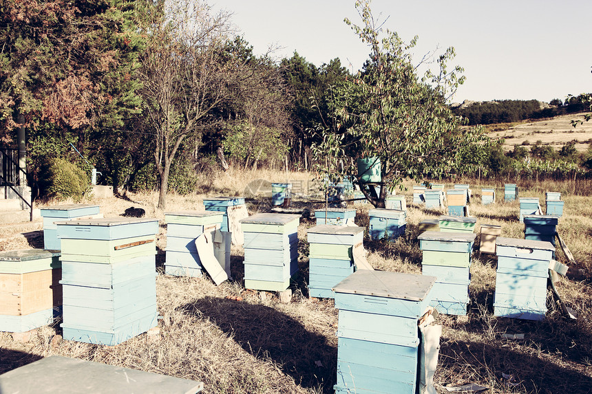 保管人花粉蜂蜡表扬养蜂人领导树木动物卫生六边形荒野图片