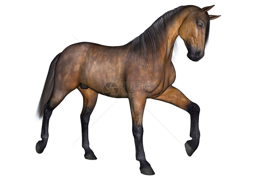 马运动鬃毛自由动物白色野生动物荒野插图棕色农场图片
