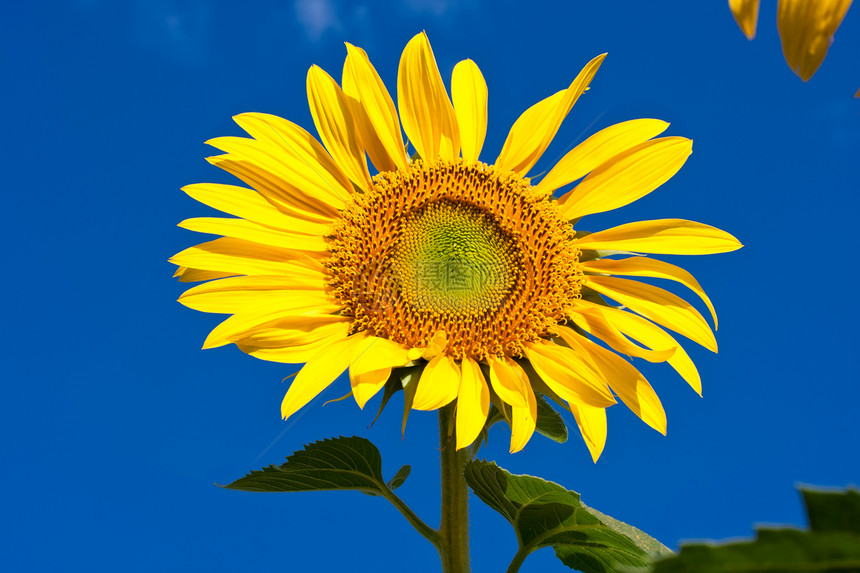 向日向绿色晴天花瓣黄色植物学天空农业阳光向日葵太阳图片