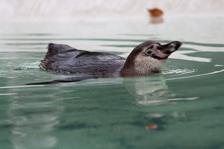 企鹅肖像潜水哺乳动物爪子海滩气候海洋翅膀荒野野生动物游泳图片
