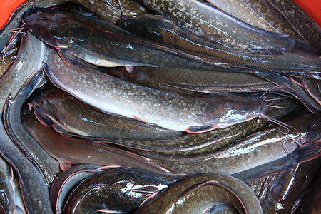 泰国市场上的鱼背景图片