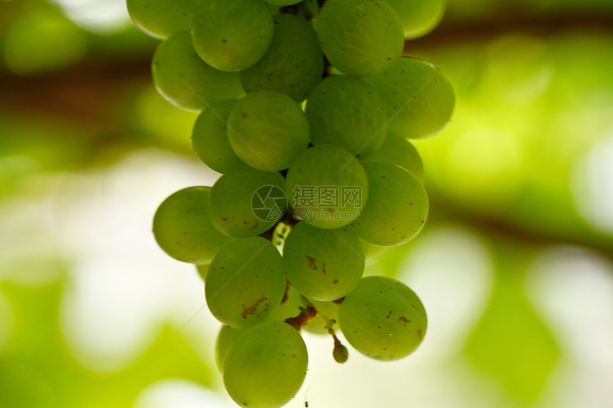 绿色葡萄2图片