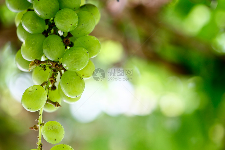 绿色葡萄5图片