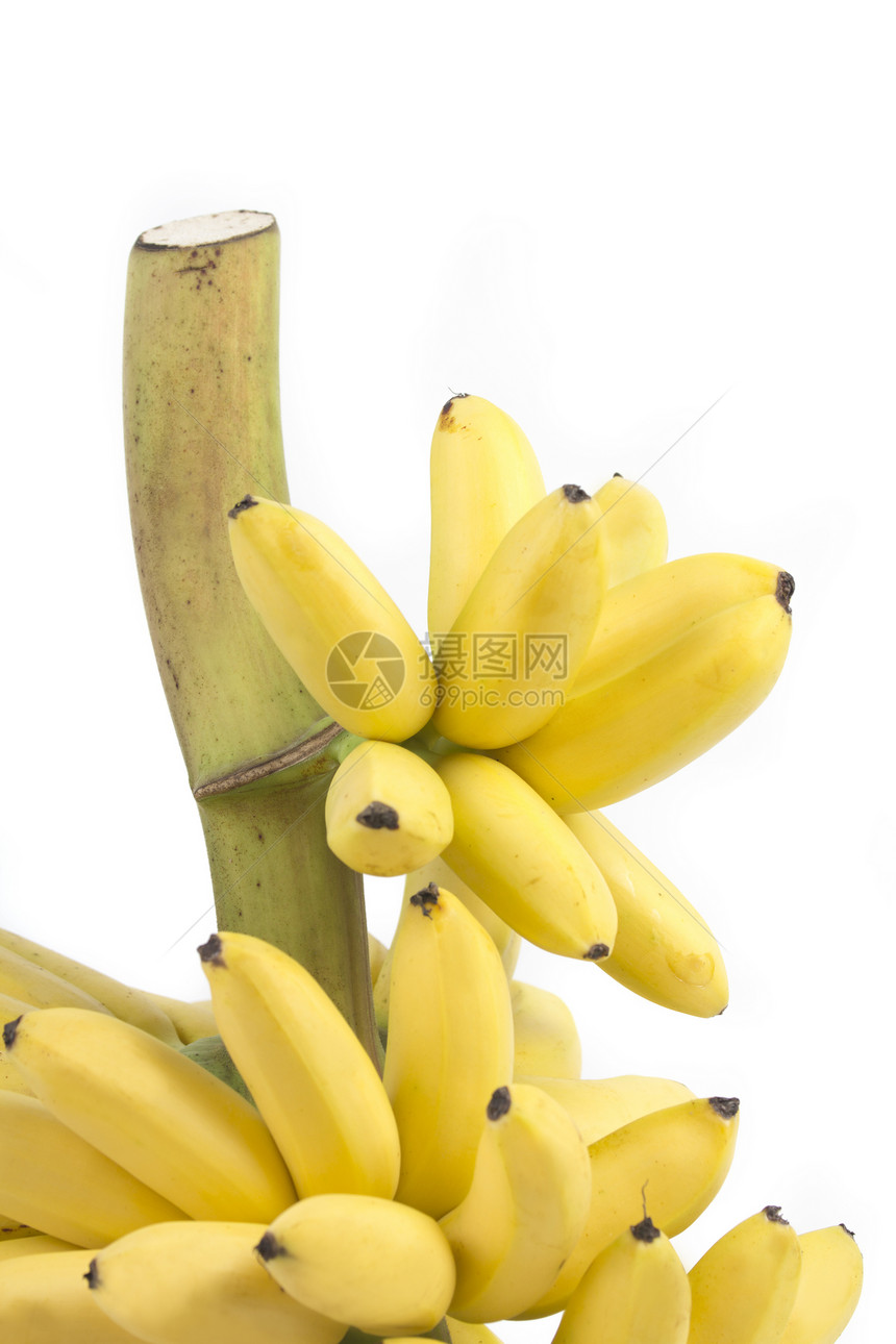 香蕉帮白色农业黄色食物工作室植物水果团体图片