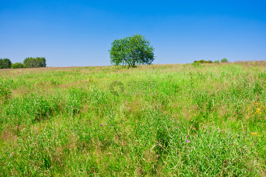树树和字段季节草地环境乡村绿色场地天空蓝色阳光牧场图片