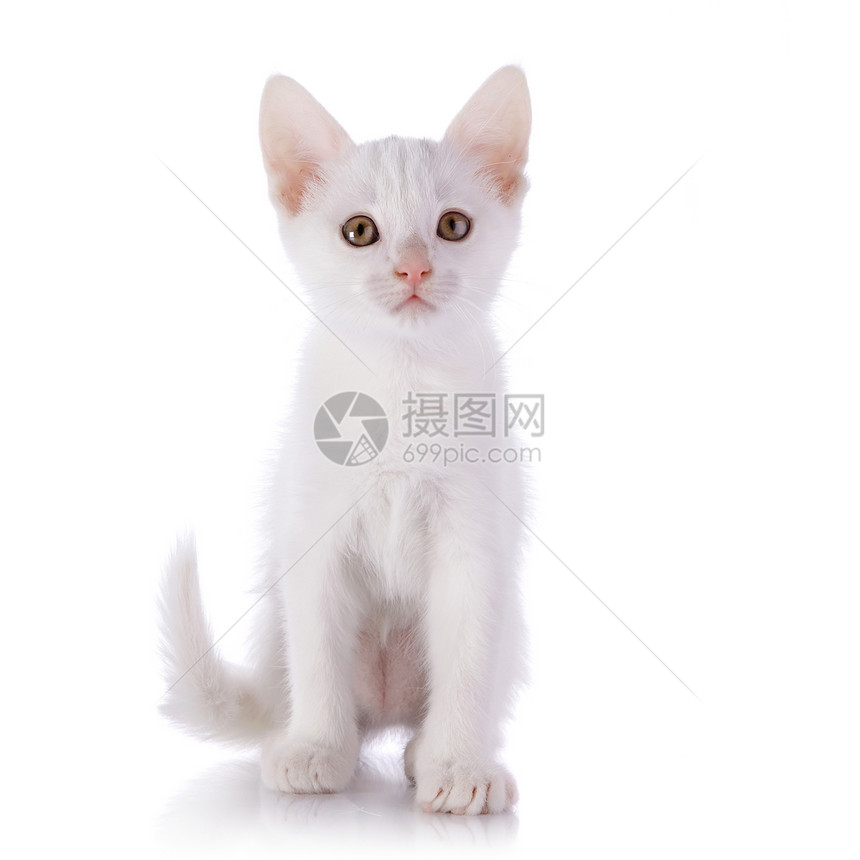 白猫猫科友谊小猫乐趣食肉爪子好奇心晶须快乐白色图片