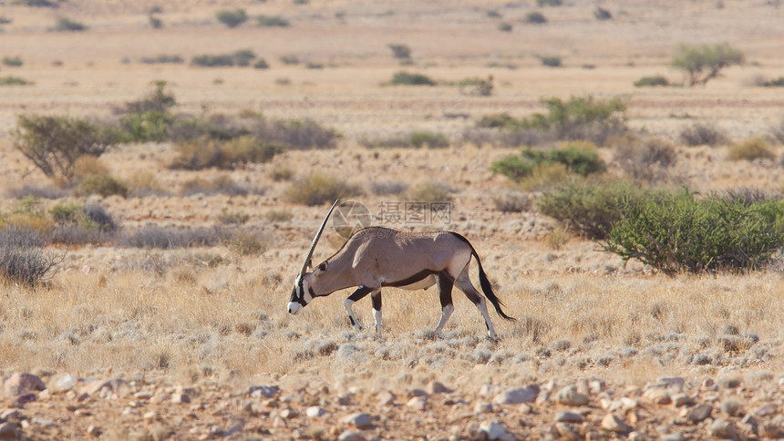 Gemsbok 羚羊瞪羚野生动物生态动物群动物哺乳动物牛角红色沙漠食草图片