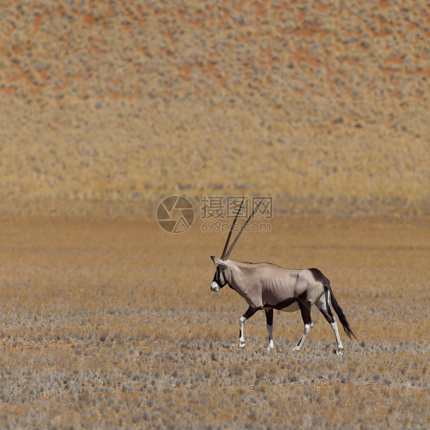 Gemsbok 羚羊纳米布动物食草荒野栖息地生态动物群沙漠红色哺乳动物图片