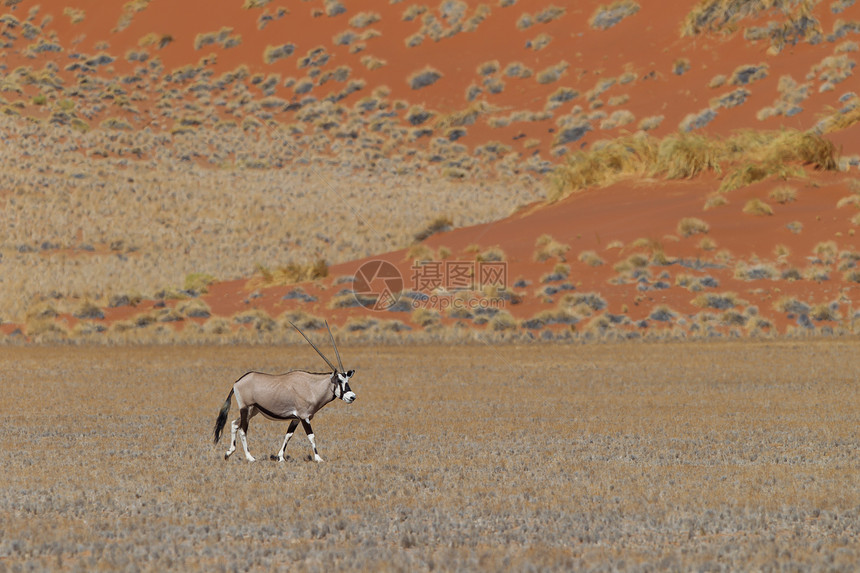 Gemsbok 羚羊沙漠野生动物栖息地动物群动物纳米布瞪羚红色牛角生态图片