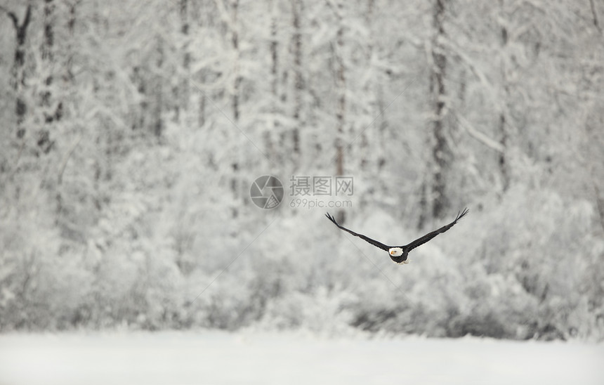 在雪覆盖的山上飞鹰自由翅膀鸟类野生动物生物羽毛动物群航班濒危海藻图片