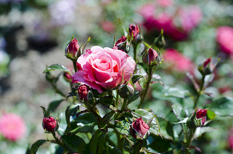 粉红玫瑰园艺花园荧光香味传家宝花朵野玫瑰杂交种婚礼高清图片