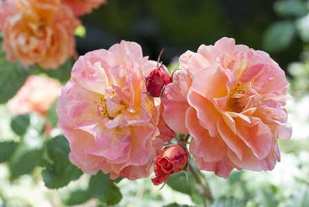 黄粉玫瑰婚礼花园香味荧光杂交种传家宝园艺野玫瑰花朵高清图片