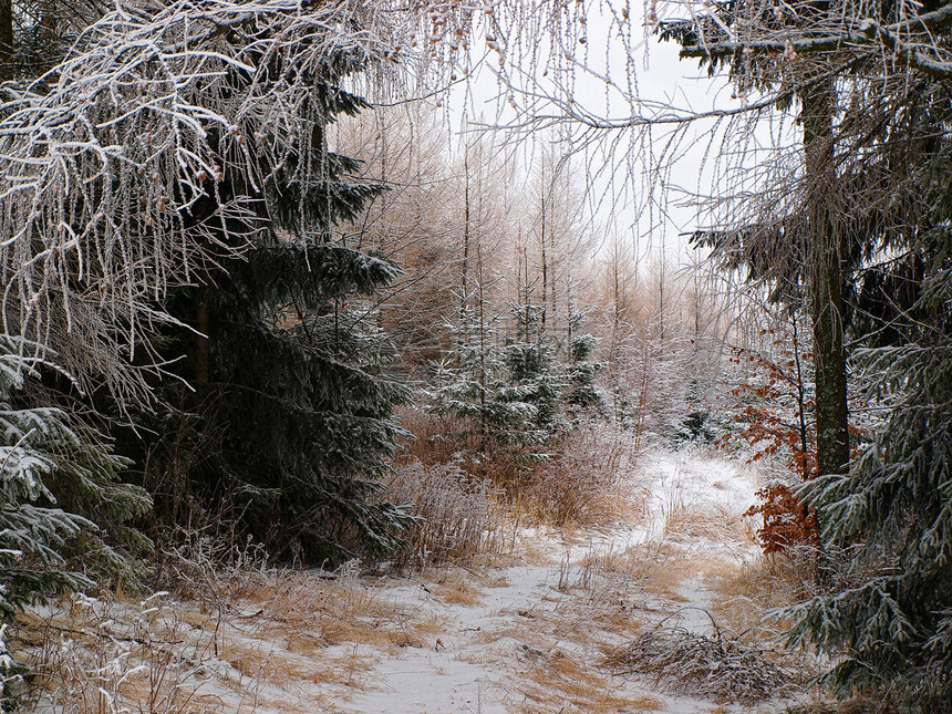 霜冻覆盖的森林天空冻结太阳场景晴天天气环境蓝色季节松树图片
