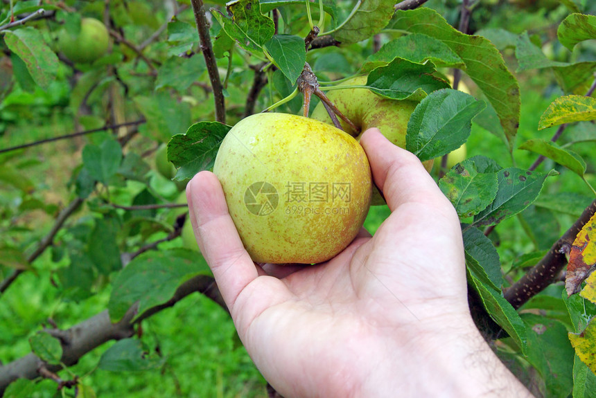 手摘苹果叶子食物农业圣经果园采摘园艺禁果植物花园图片