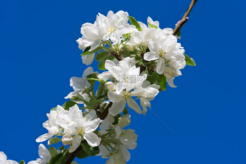 苹果花花苹果树果园宏观花园绿色季节生长植物蓝色白色图片