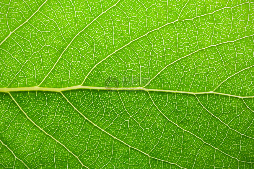 绿叶叶静脉叶子宏观生活绿色健康生长细胞活力植物群图片