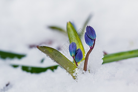 雪芽白色的冬天高清图片