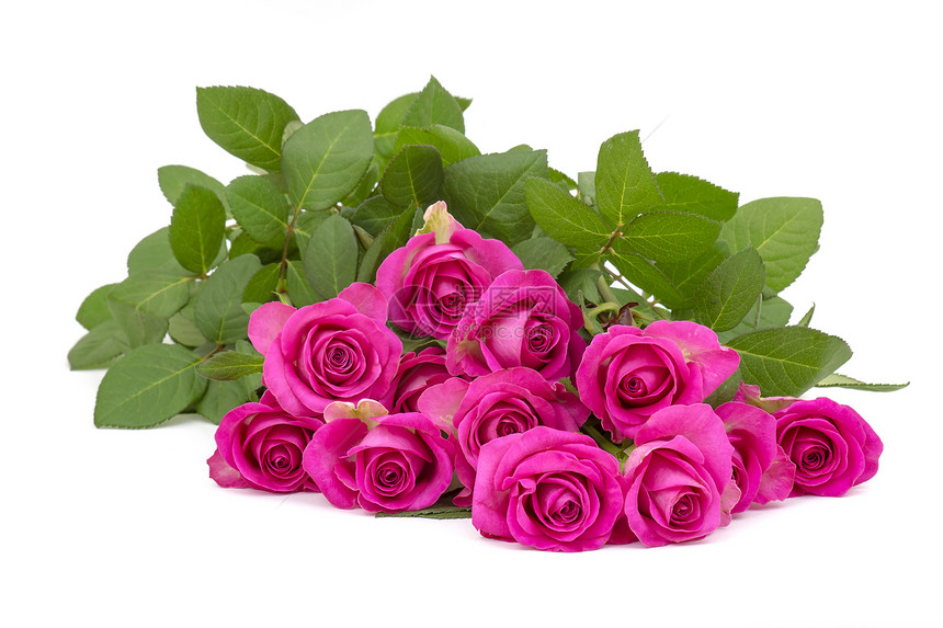 粉红玫瑰花花瓣纪念日庆典母亲周年展示花束礼物墙纸叶子图片
