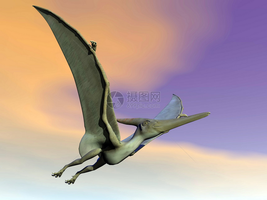 Pteranodon恐龙飞行  3D侏罗纪科学荒野蜥蜴爬虫航班动物翅膀日落野生动物图片