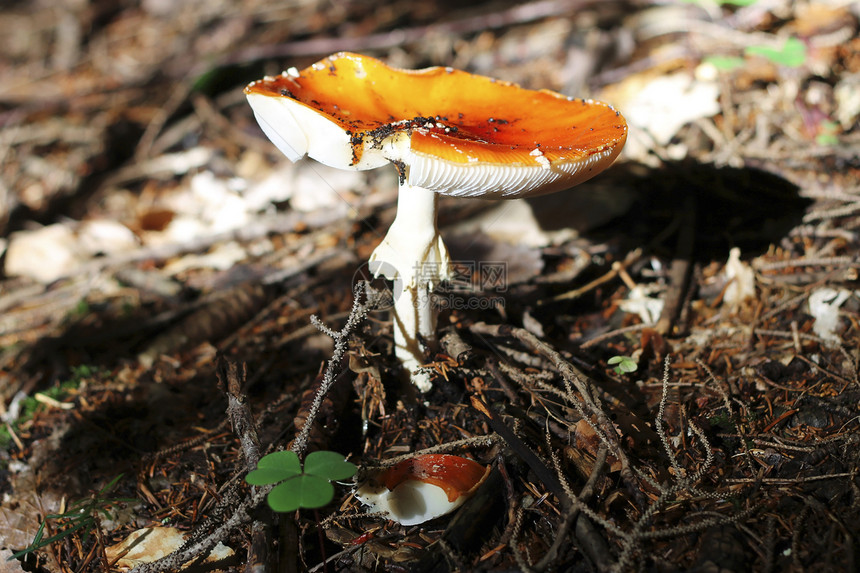 夏季森林中生长的红毒蘑菇孤独红色毒蝇植物海绵地面季节菌盖中毒危险图片