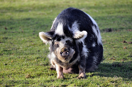 养猪场里的猪高清图片