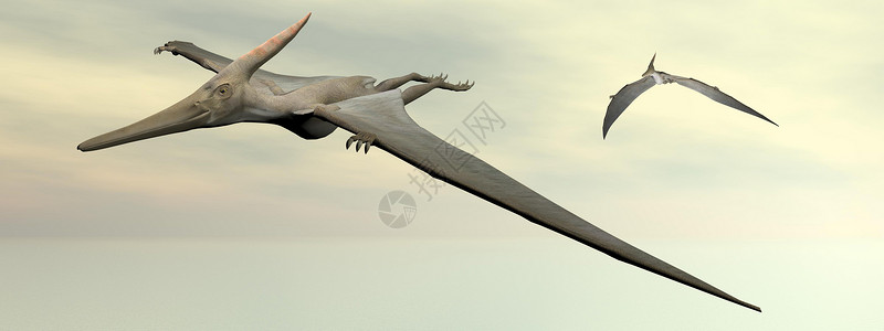 恐龙鸟Pteranodon恐龙飞行  3D插图环境翼龙蜥蜴捕食者翅膀科学荒野古生物学棕色背景
