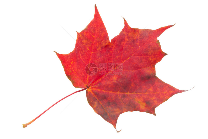绿叶叶季节性活力叶子橙子植物红色棕色季节植物群金子图片