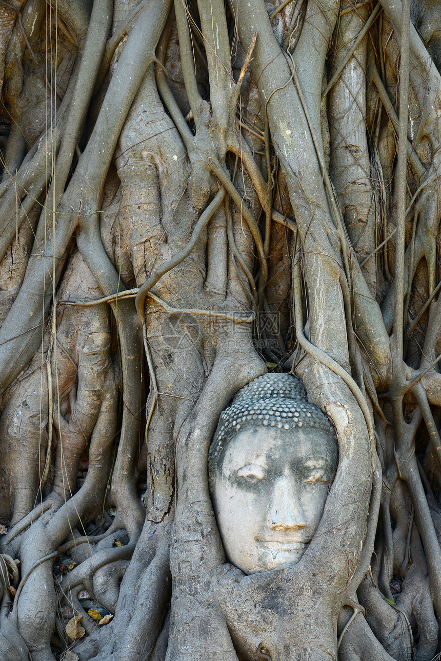 佛头被阿尤塔亚的根所包围地点旅游杂草宗教目的地雕像纪念碑假期圆圈文明图片