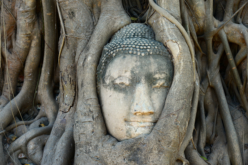 佛头被阿尤塔亚的根所包围人脸拥抱旅行古董假期文化曲线旅游沉思雕塑图片