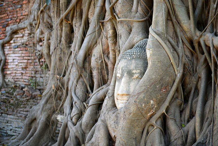 佛头被阿尤塔亚的根所包围文明旅行曲线寺庙地点人脸沉思杂草旅游假期图片