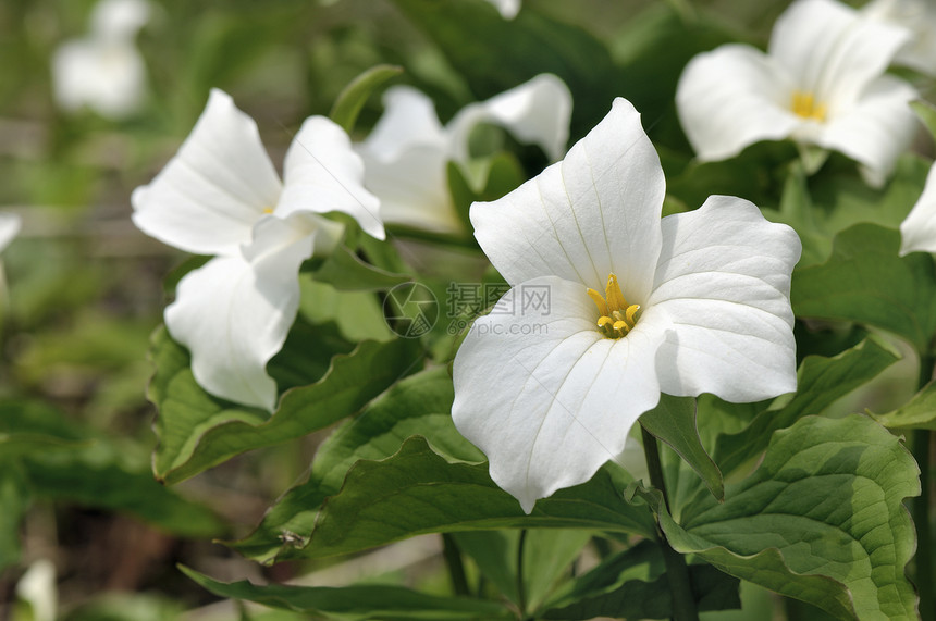 白翠柳森林植物宏观绿色叶子生态保护季节性白色黄色图片