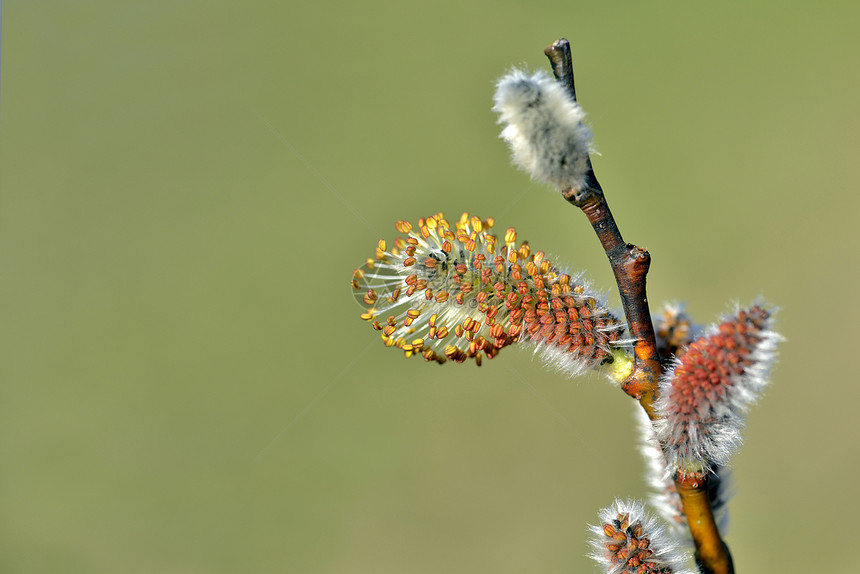 鲜花中的沙利ix植物阴影阳光柳絮季节植物群花粉枝条植物学叶子图片