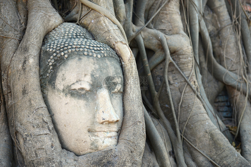 佛头被阿尤塔亚的根所包围雕像圆圈地点文化砂岩旅游目的地纪念碑宗教拥抱图片