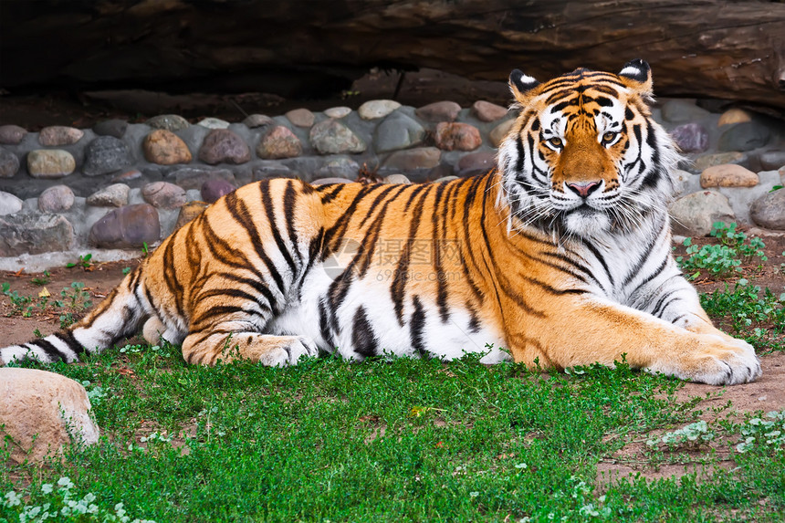 老虎捕食者危险侵略动物猫科动物荒野愤怒动物园野生动物丛林图片