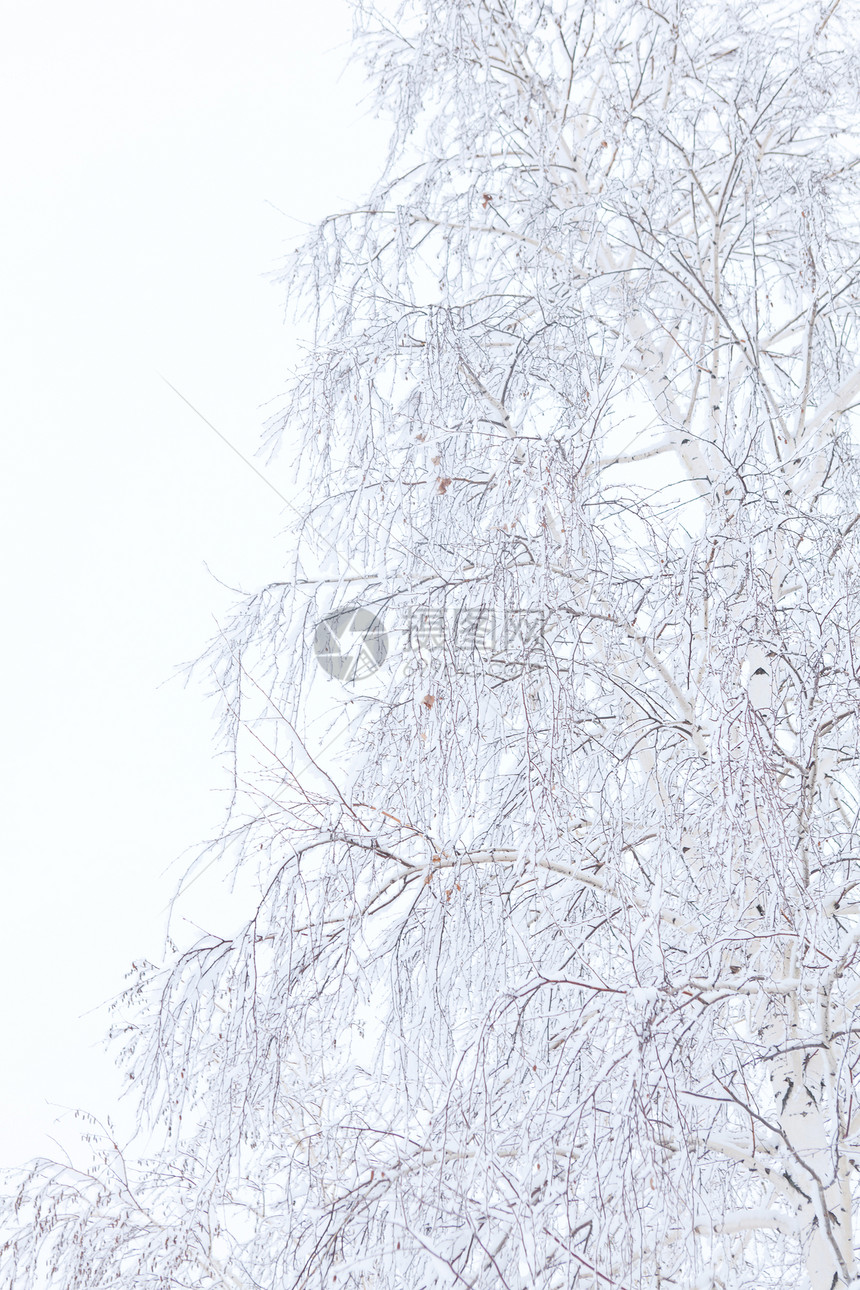 底底雪和白天空中树木在原冻霜中的冬季树枝阳光植物国家森林下雪天气季节车道雾凇粉末图片