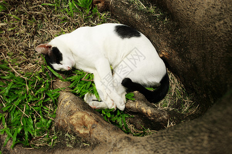 花园里的沉睡猫睡觉动物时间宠物背景图片