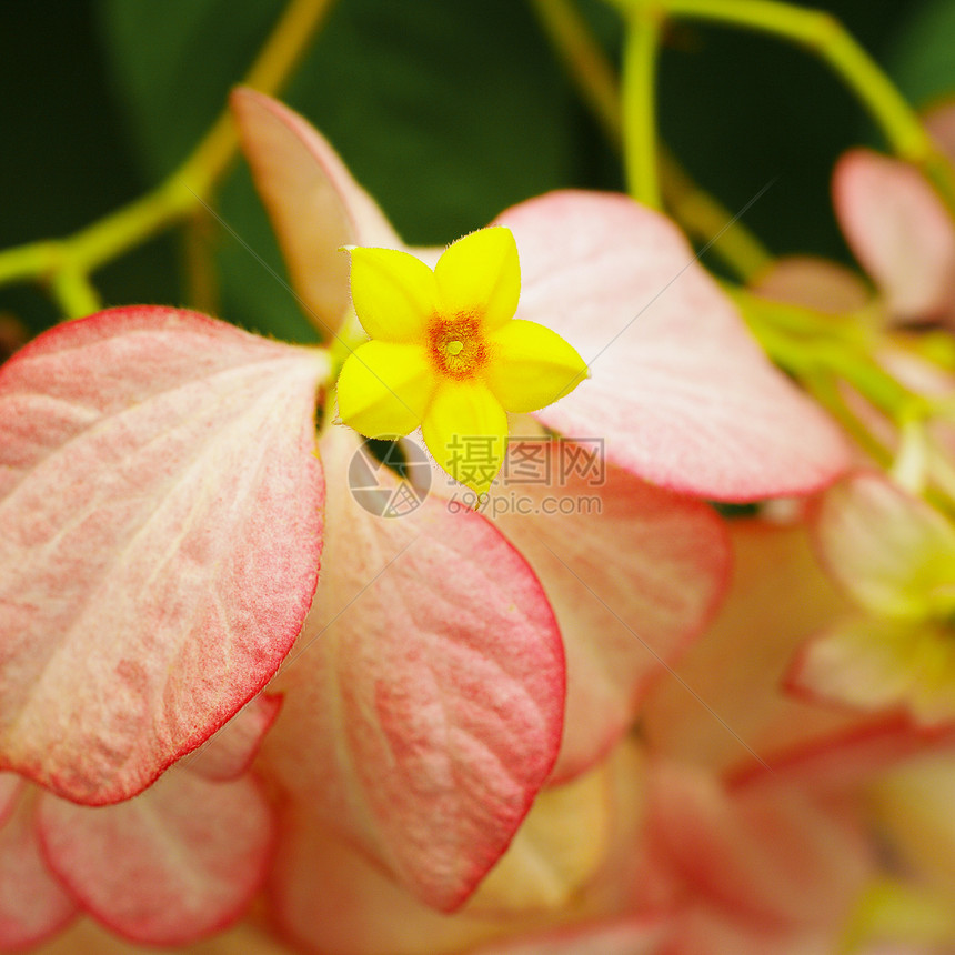 斯丽吉王后 漂亮的黄色花朵粉色叶子红色黄花热带细节植物花卉图片