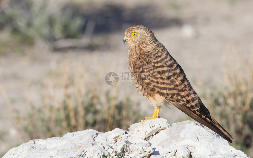 更大的 kestrel 花生胡萝卜翅膀生态岩石红隼羽毛爪子动物天空野生动物胭脂红图片