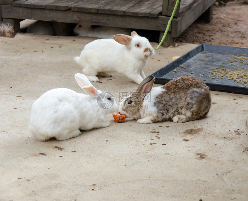 兔子兔毛皮棕色哺乳动物家畜农场灰色荒野白色头发脊椎动物图片
