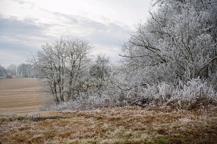寒冷的冬季风景荒野旅行树木场景降雪天空小路环境森林公园图片